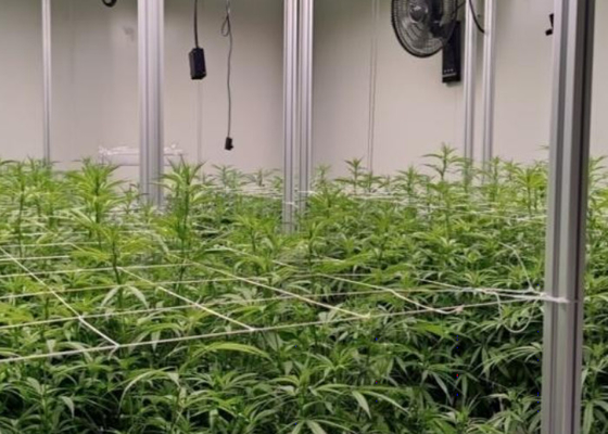 Custom Aeroponics Hydroponics System For Planting